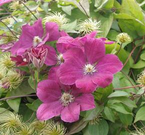 Plamének Jackmanův 'Purpurea' - Clematis jackmanii 'Purpurea'