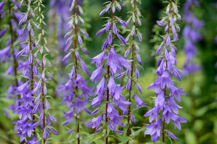 Zvonek jehlanitý 'Lavender Blue' - Campanula pyramidalis 'Lavender Blue'