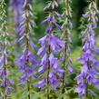 Zvonek jehlanitý 'Lavender Blue' - Campanula pyramidalis 'Lavender Blue'