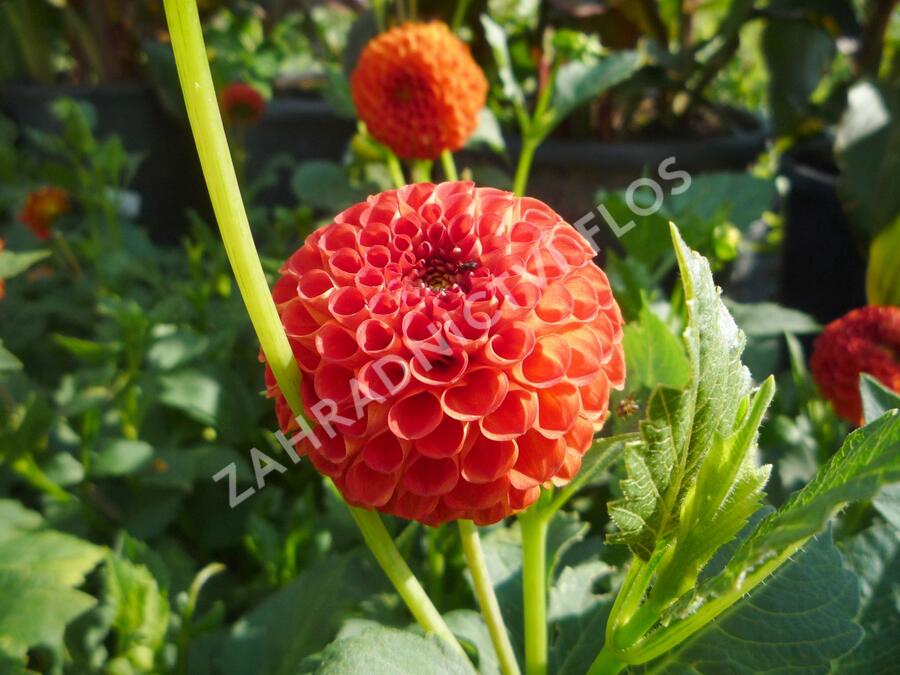 Jiřina 'Pompon Orange' - Dahlia 'Pompon Orange'