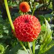 Jiřina 'Pompon Orange' - Dahlia 'Pompon Orange'