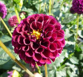 Jiřina 'Pompon Deep Red' - Dahlia 'Pompon Deep Red'