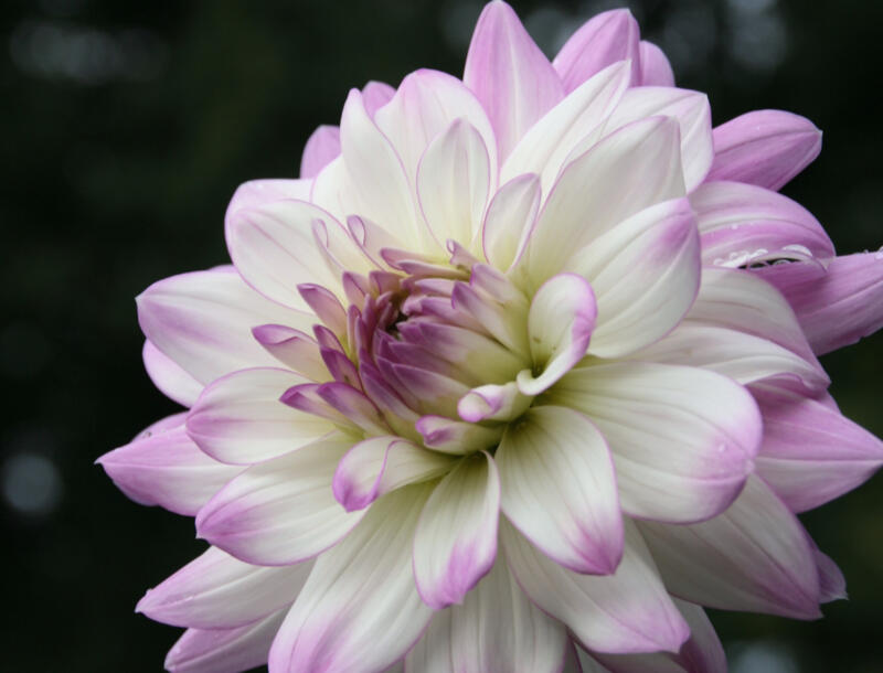 Jiřina 'Decorative Victoria Ann' - Dahlia 'Decorative Victoria Ann'