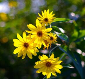 Topinambur - Helianthus tuberosus