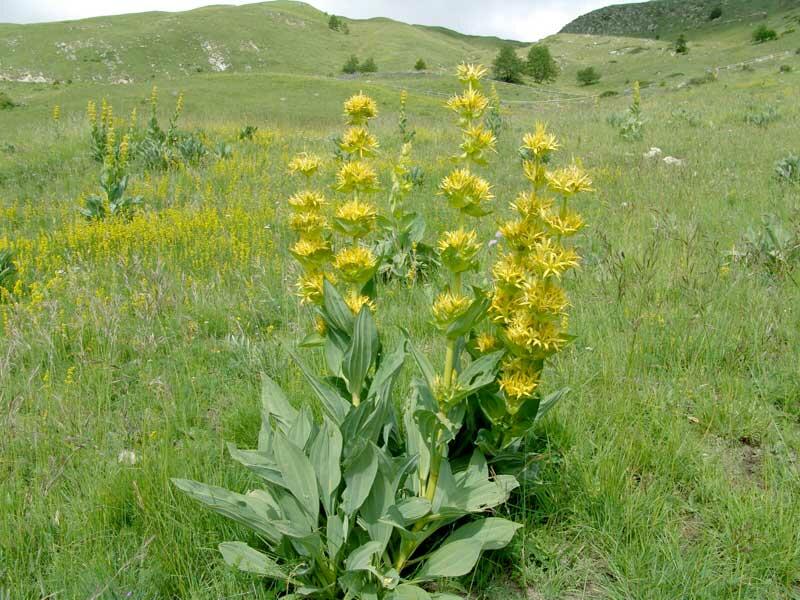 Hořec žlutý - Gentiana lutea