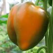 Paprika k rychlení F1 'Tesla' - Capsicum annuum 'Tesla'