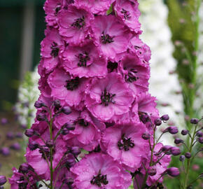 Ostrožka vyvýšená 'New Millenium Pink Punch' - Delphinium elatum 'New Millenium Pink Punch'