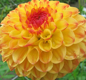 Jiřina 'Ball Sunny Boy' - Dahlia 'Ball Sunny Boy'