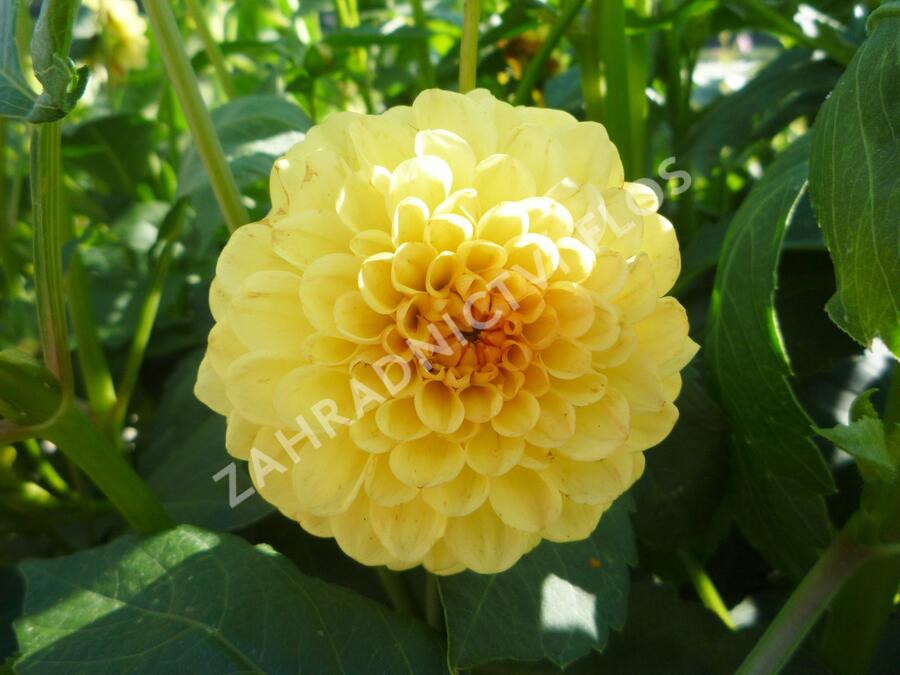 Jiřina 'Pompon Yellow' - Dahlia 'Pompon Yellow'