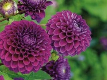 Jiřina 'Ball Purple' - Dahlia 'Ball Purple'