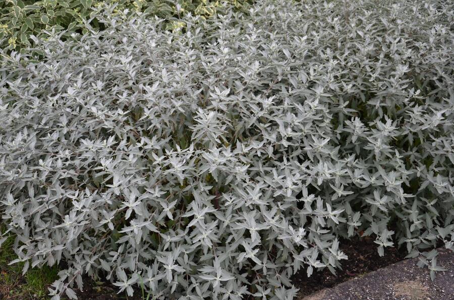 Ořechokřídlec clandonský 'Sterling Silver' - Caryopteris clandonensis 'Sterling Silver'