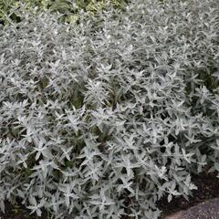 Ořechokřídlec clandonský 'Sterling Silver' - Caryopteris clandonensis 'Sterling Silver'