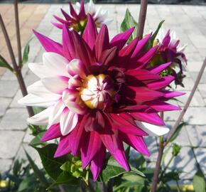 Jiřina 'Decorative Rebecca's World' - Dahlia 'Decorative Rebecca's World'