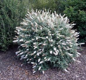 Motýlí keř, Komule Davidova 'White Ball' - Buddleja davidii 'White Ball'