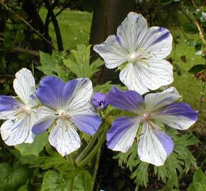 Kakost luční 'Striatum' - Geranium pratense 'Striatum'