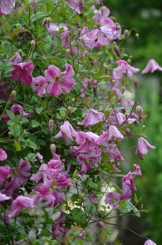 Plamének vlašský 'Krakowiak' - Clematis viticella 'Krakowiak'