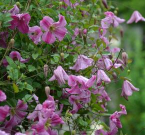 Plamének vlašský 'Krakowiak' - Clematis viticella 'Krakowiak'