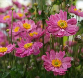 Sasanka hupejská 'Pretty Lady Emily' - Anemone hupehensis 'Pretty Lady Emily'