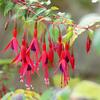 fuchsie magelnsk Riccartonii - Fuchsia magellanica Riccartonii