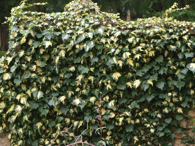 Břečťan popínavý 'Goldheart' - Hedera helix 'Goldheart'