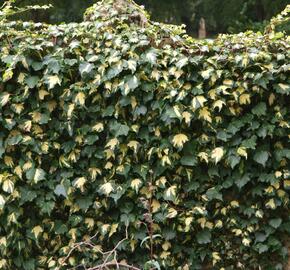 Břečťan popínavý 'Goldheart' - Hedera helix 'Goldheart'