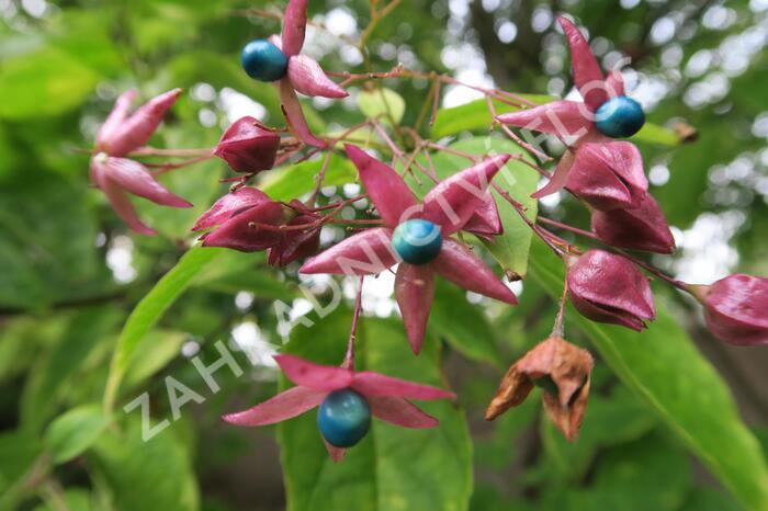 Blahokeř trojmý - Clerodendrum trichotomum