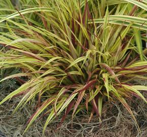 Rákosník japonský 'Naomi' - Hakonechloa macra 'Naomi'