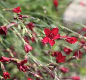 Hvozdík kropenatý 'Erectus' - Dianthus deltoides 'Erectus'