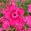 Hvozdík kropenatý 'Brilliant' - Dianthus deltoides 'Brilliant'