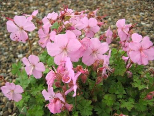 Kakost 'Bressingham Pink' - Geranium dalmaticum 'Bressingham Pink'