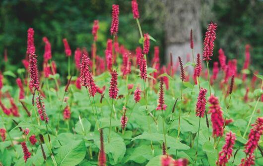 Rdesno 'Firetail' - Bistorta amplexicaulis 'Firetail'