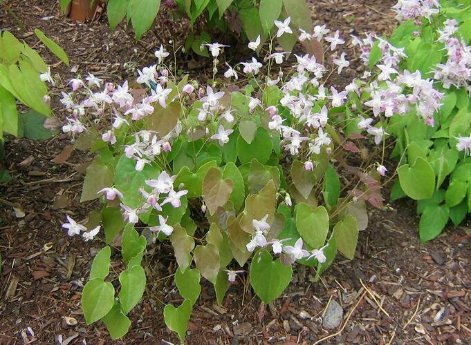 Škornice dvoulistá - Epimedium diphyllum ssp.kitamaranum