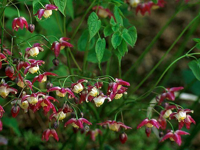 Škornice alpská - Epimedium alpinum