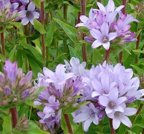 Zvonek klubkatý 'Emerald' - Campanula glomerata 'Emerald'