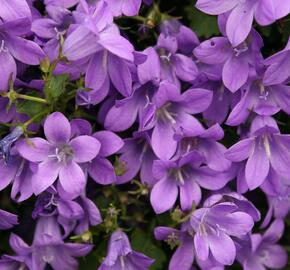 Zvonek dalmatský 'Nice to See' - Campanula portenschlagiana 'Nice to See'