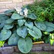 Bohyška 'Big Daddy' - Hosta sieboldiana 'Big Daddy'