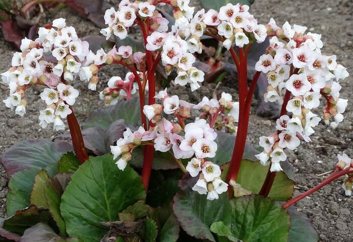 Bergénie srdčitá 'Bach' - Bergenia cordifolia 'Bach'