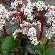 Bergénie srdčitá 'Bach' - Bergenia cordifolia 'Bach'