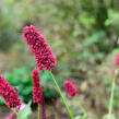 Rdesno objímavé 'Blackfield' - Bistorta amplexicaulis 'Blackfield'