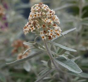 Motýlí keř, Komule Davidova 'Silver Anniversary' - Buddleja davidii 'Silver Anniversary'