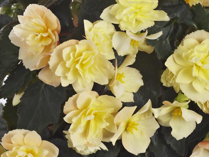 Begónie hlíznatá 'Beluga Yellow' - Begonia tuberhybrida 'Beluga Yellow'