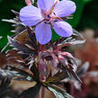 Kakost luční 'Dark Reiter' - Geranium pratense 'Dark Reiter'