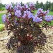 Kakost luční 'Dark Reiter' - Geranium pratense 'Dark Reiter'