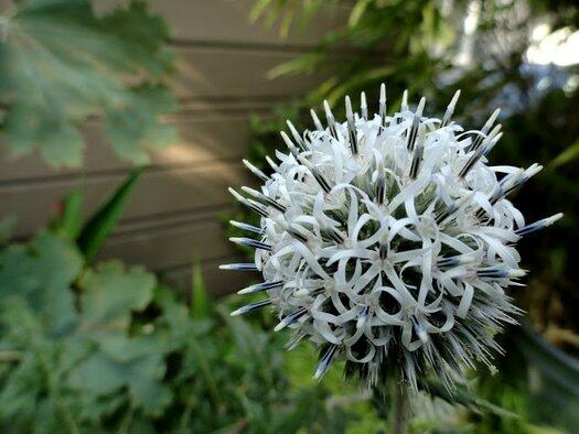 Bělotrn kulatohlavý 'Arctic Glow' - Echinops sphaerocephalus 'Arctic Glow'