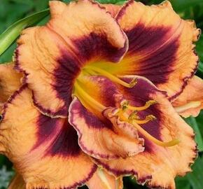 Denivka 'Exploded Pumpkin' - Hemerocallis 'Exploded Pumpkin'