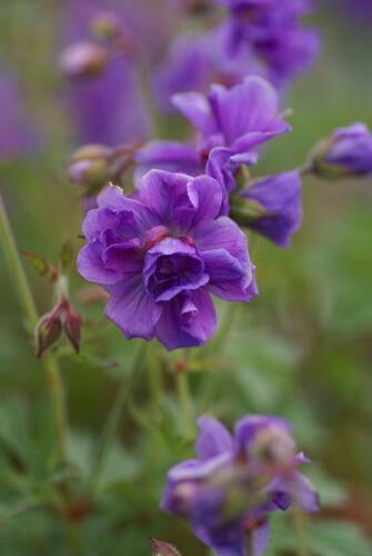 Kakost himalájský 'Plenum' - Geranium himalayense 'Plenum'