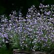 Marulka lékařská 'Blue Cloud Strain' - Calamintha nepeta 'Blue Cloud Strain'