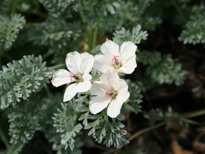 Pumpava zlatá - Erodium chrysanthum