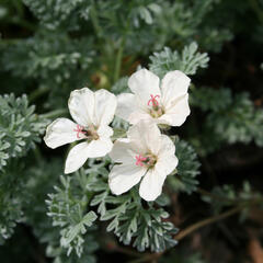 Pumpava zlatá - Erodium chrysanthum