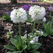 Prvosenka zoubkatá 'Confetti White' - Primula denticulata 'Confetti White'